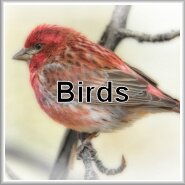 Birds Photo Gallery